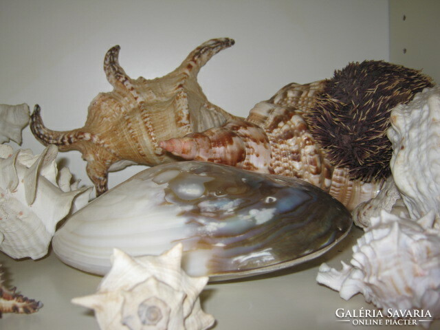 Hatalmas tengeri kagyló, csiga gyűjtemény