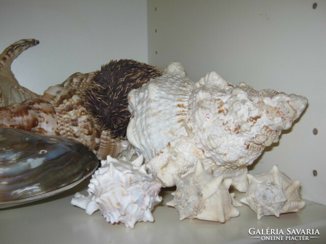 Hatalmas tengeri kagyló, csiga gyűjtemény