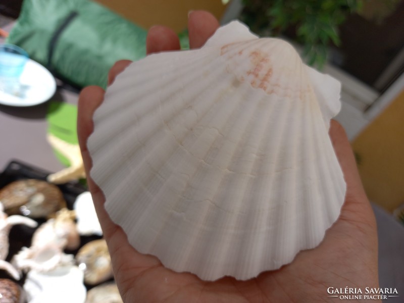 Sea venus shells 4 pcs