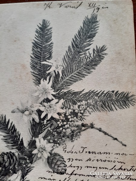 Old Christmas postcard with pine branch postcard