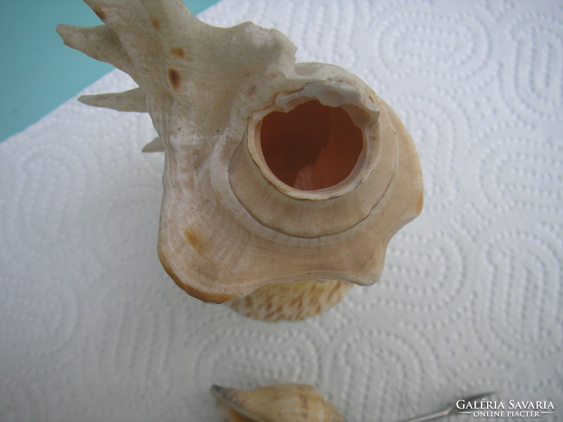 Kagyló-szerviz-tálaló
