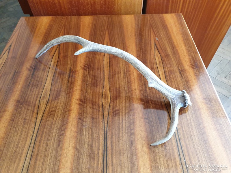 Old large 60 cm antler trophy decoration