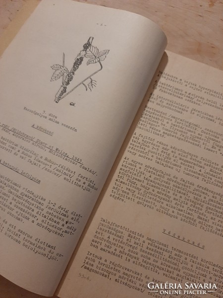 Kertészeti növénykórtan 1963  Dr Kaszonyi Sándor kéziratából