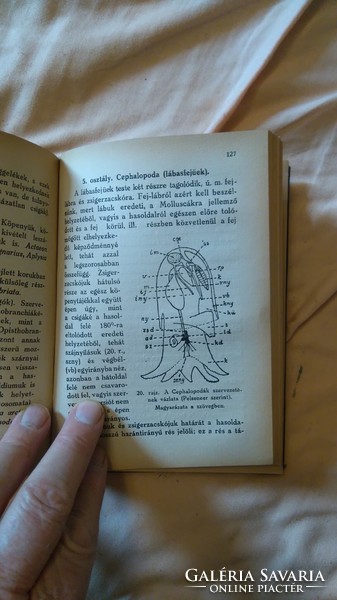 RRR!! Dr SOÓS LAJOS :RENDSZERES ÁLATTAN I-II egybekötve1924 DANUBIA KIADÓ PÉCS -BUDAPEST gyűjtői