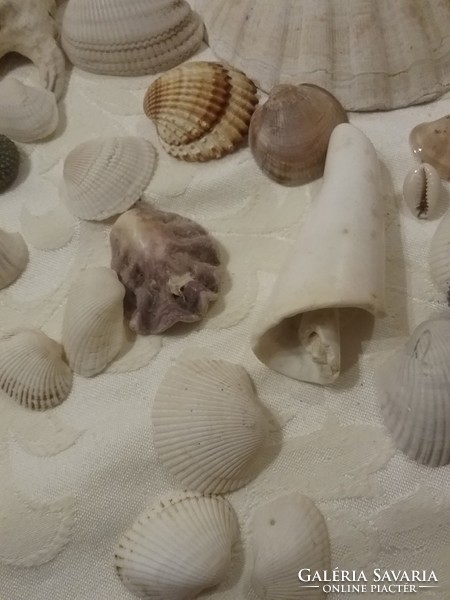 Huge shell, snail pack