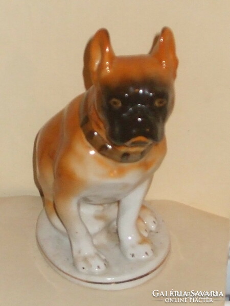 Very rare beautiful large Russian French Bulldog. Dog
