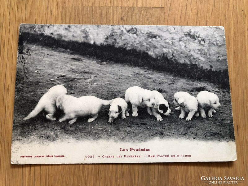 Antique puppy postcard