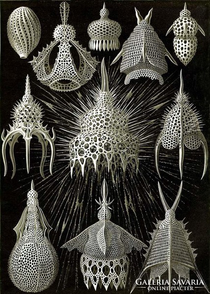 Fosszília kövület geometrikus állati forma minta Haeckel 1904 vintage zoológiai illusztráció reprint