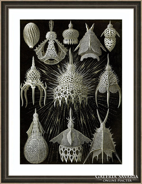 Fosszília kövület geometrikus állati forma minta Haeckel 1904 vintage zoológiai illusztráció reprint