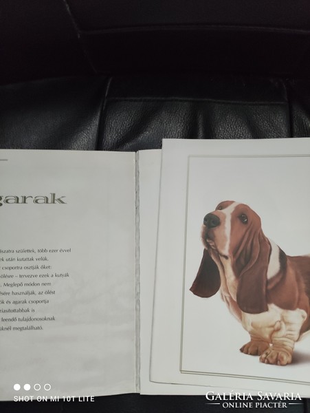 A book that spreads knowledge about dog breeds.