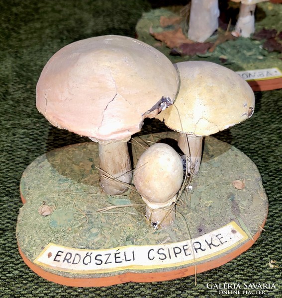 Objects illustrating mushrooms from 12 pieces of expert heritage