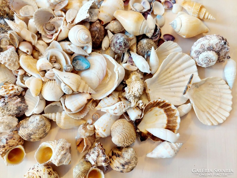 1385 Grams nice, complete collection of snails and shells