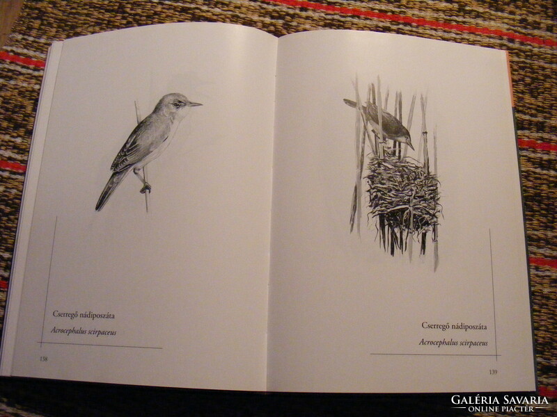 Animals up close - Tibor Matyikó's drawing book - 150 mammals and birds