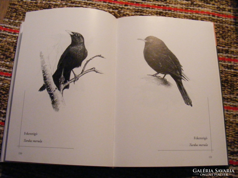 Animals up close - Tibor Matyikó's drawing book - 150 mammals and birds