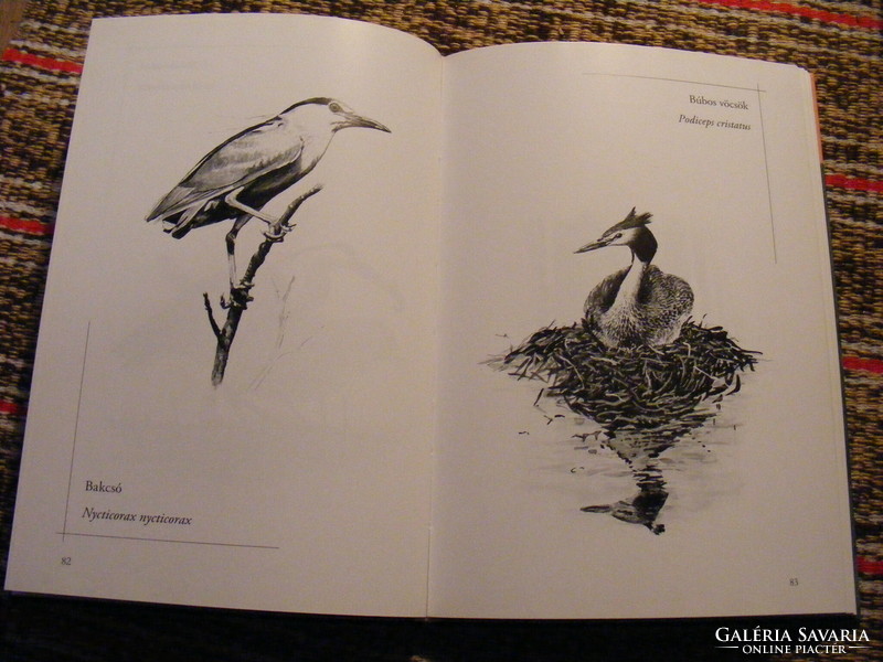 Állatok közelről - Matyikó Tibor rajzkönyve - 150 emlős és madár