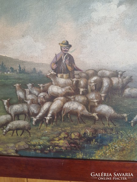 Shepherd herding herds.