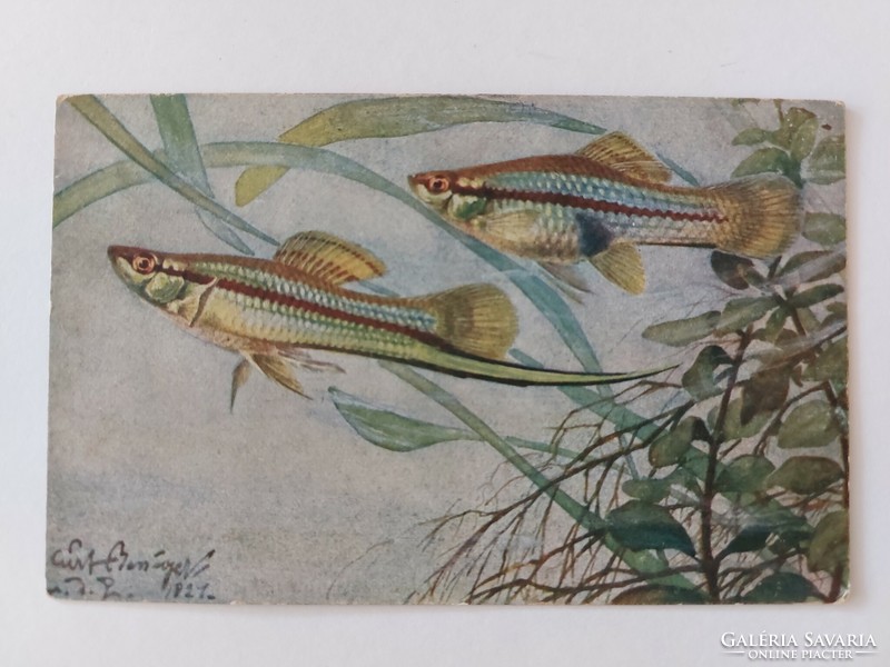 Old postcard photo postcard fish fish