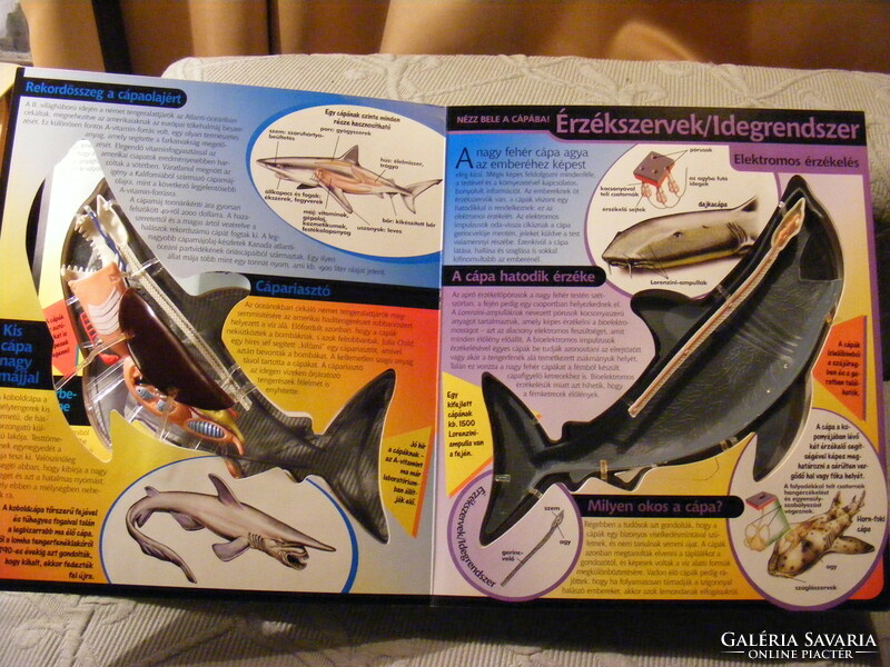 Look inside! The shark - take a look at the three-dimensional shark!