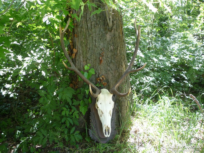 Red deer trophy.