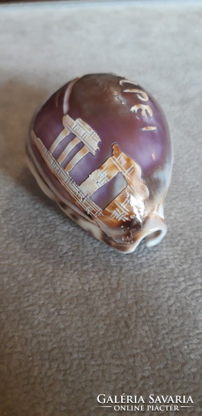 Carved tiger cowrie shell - 80mm x 50mm
