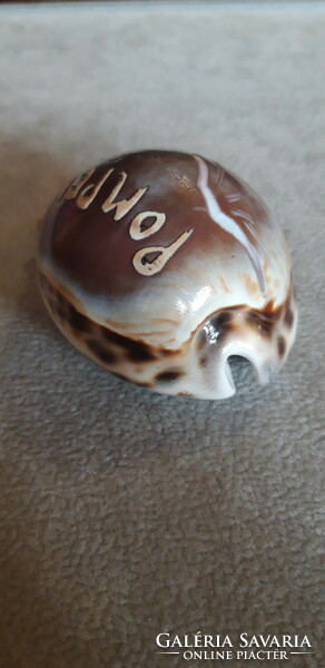 Carved tiger cowrie shell - 80mm x 50mm