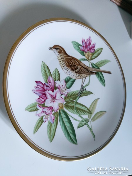 A beautiful English spode porcelain decorative plate depicting a bird with a gilded edge