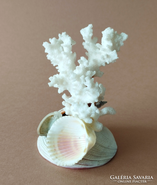 White sea coral - sea shells - ornament