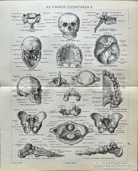 Antique 19th century human skeleton ii. Medical print-paper - skull, foot, pelvis, teeth, body, vertebrae