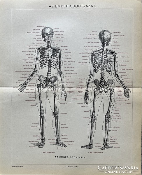 Antique 19th century human skeleton i. Medical print-paper - skull, foot, pelvis, teeth, body, vertebrae