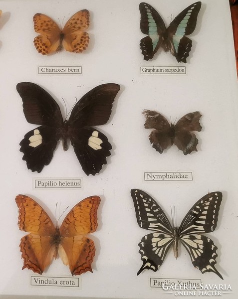 Lepkegyűjtemény, pillangók 12 db keretezve