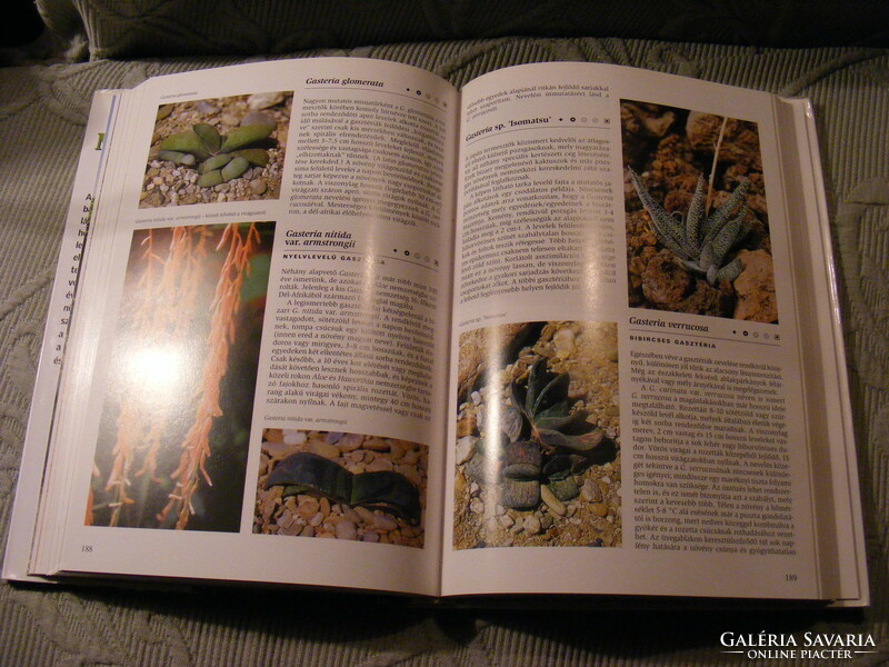 Pozsgás növények enciklopédiája -  Kunte  és Jezek