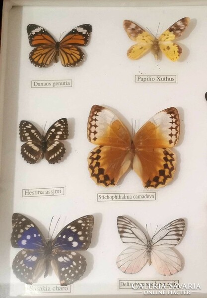 Butterfly collection, 12 butterflies framed