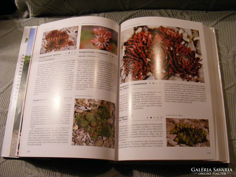 Pozsgás növények enciklopédiája -  Kunte  és Jezek