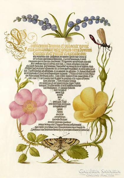 Aranyozott kalligráfia botanikai illusztráció szépírás jácint vadrózsa 16.sz-i antik kézirat reprint