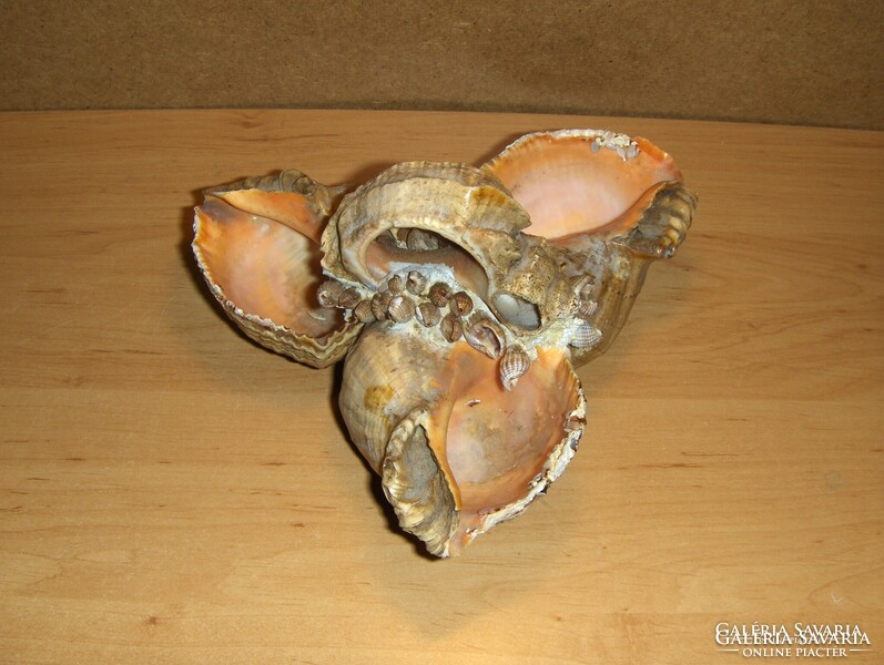 Sea Snail Basket Ornament (2p)