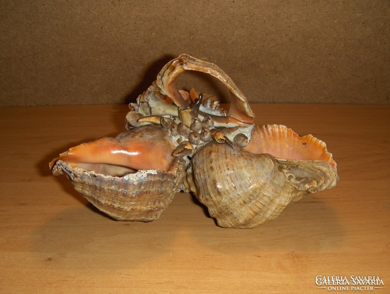 Sea Snail Basket Ornament (2p)