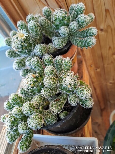 6 db kaktuszka