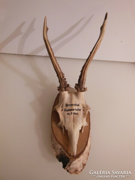 Trophy - 1960 - deer - marked - Austrian - 28 x 13 cm - flawless