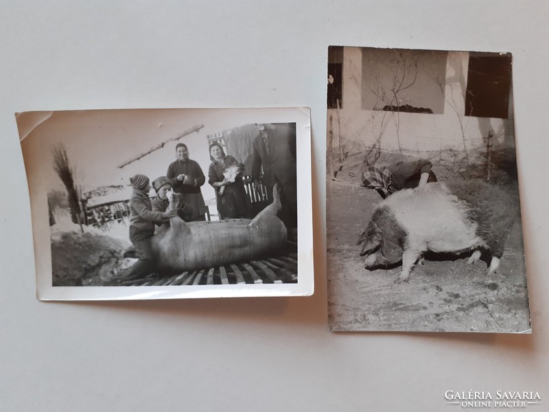 Old photo vintage rural life group picture pig slaughter photo 2 pcs