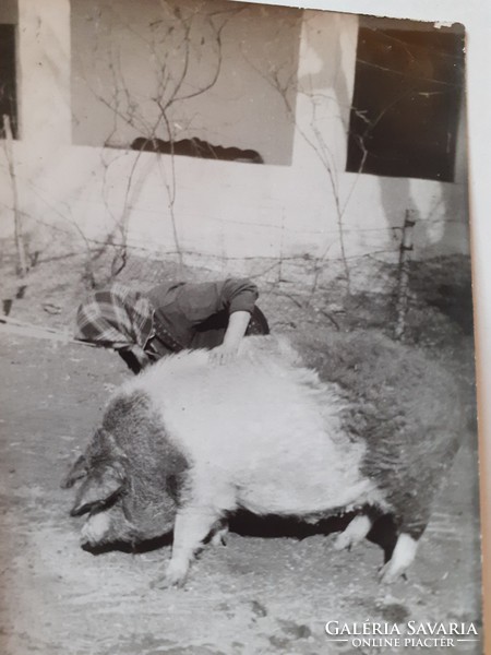 Old photo vintage rural life group picture pig slaughter photo 2 pcs