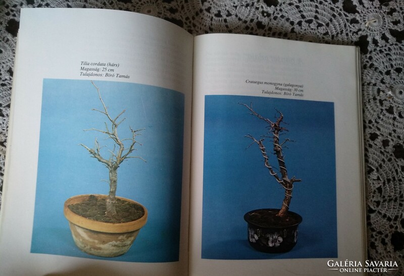 Design and cultivation of bonsai, dwarf trees, negotiable