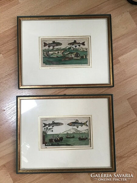Antique 2 pcs.-Os lithography in glazed wooden frame