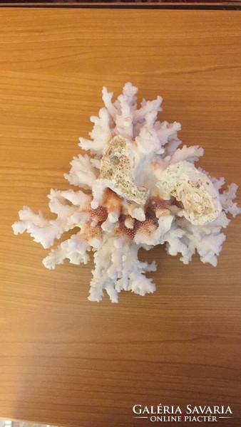 Ásvány tengeri korall17x17x10cm