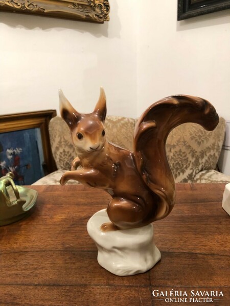 Large royal dux squirrel