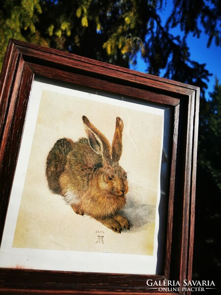 Albrecht Dürer. The rabbit,