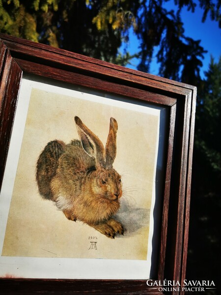 Albrecht Dürer. The rabbit,