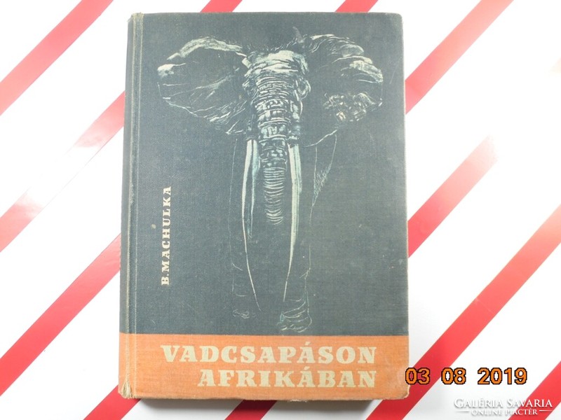 B. Machulka: Vadcsapáson Afrikában