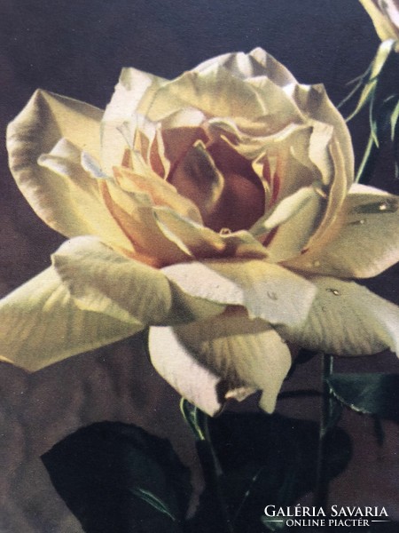 Antique, old postcard with rose flowers -2.