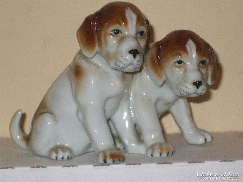 Cute beagle dog couple.
