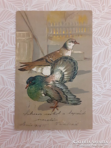 Régi képeslap 1905 dombornyomott levelezőlap galamb